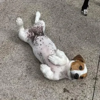 Koda