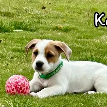 Koda thumbnail 2