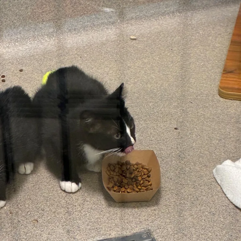 A baby small-sized male Black Domestic Short Hair cat named Neo for adoption in Fredericksburg, VA