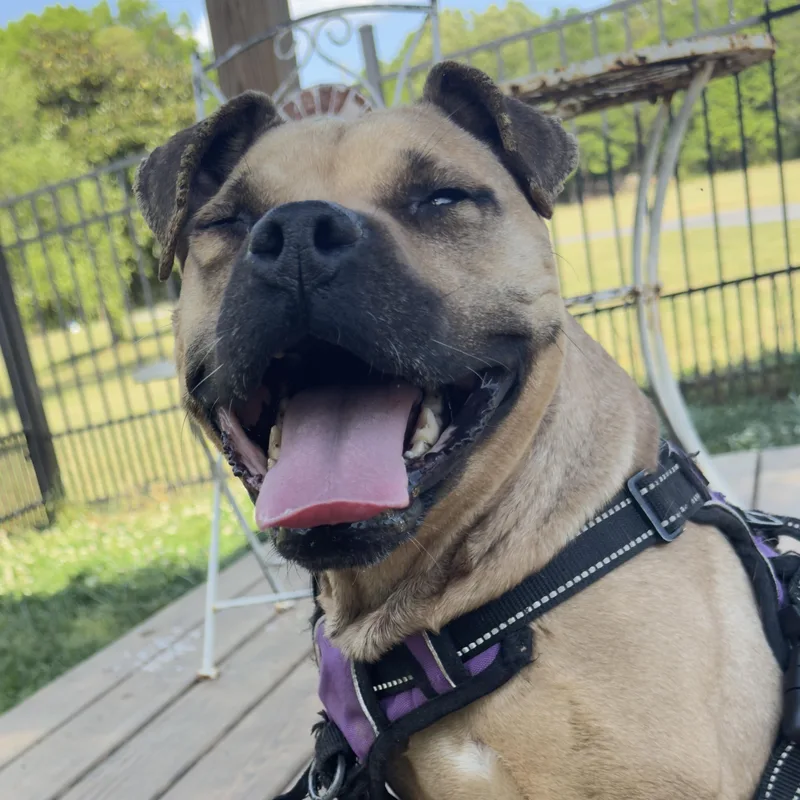 An adult small-sized female Pug dog named Rosie for adoption in Lancaster, SC