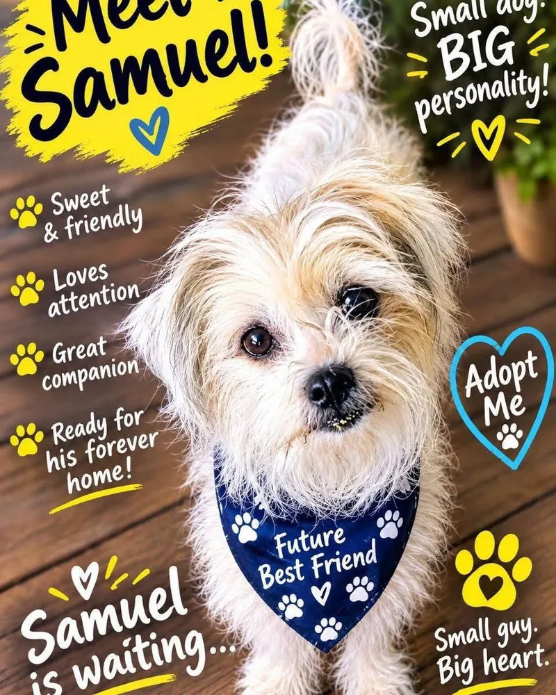 A young small-sized male Shih Tzu dog named Samuel for adoption in Forest Hill, MD