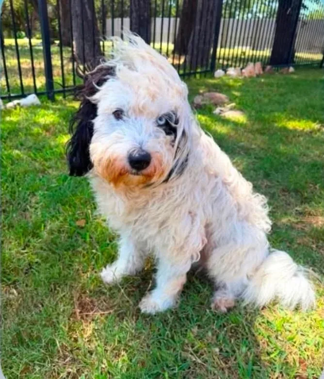 An adult medium-sized male Spanish Water Dog dog named London for adoption in Garden Valley, ID