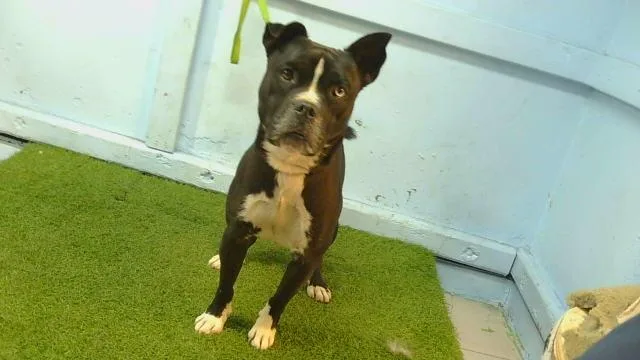 An adult medium-sized male Pit Bull Terrier dog named A for adoption in Gardena, CA