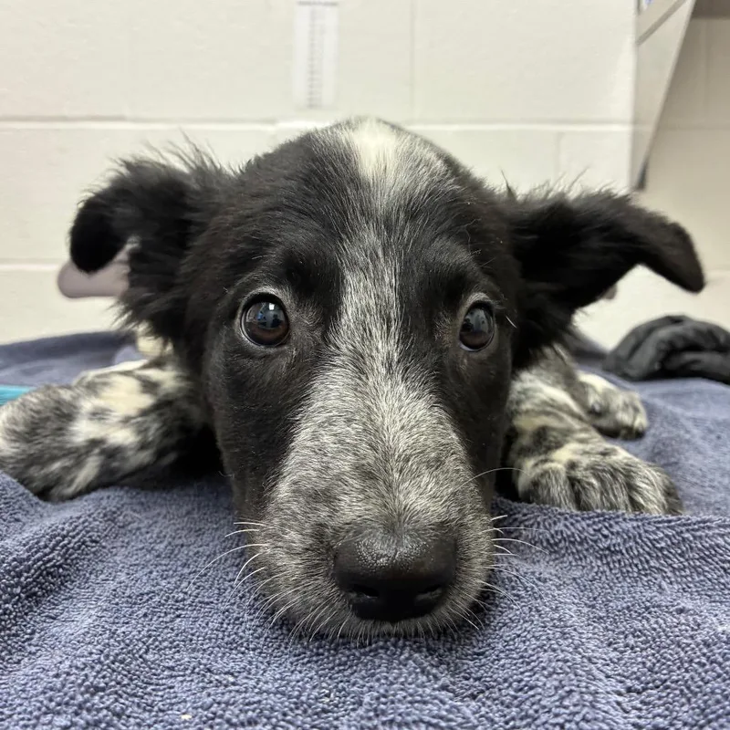 A baby small-sized female Black Australian Cattle Dog / Blue Heeler dog named Helio for adoption in Corpus Christi, TX
