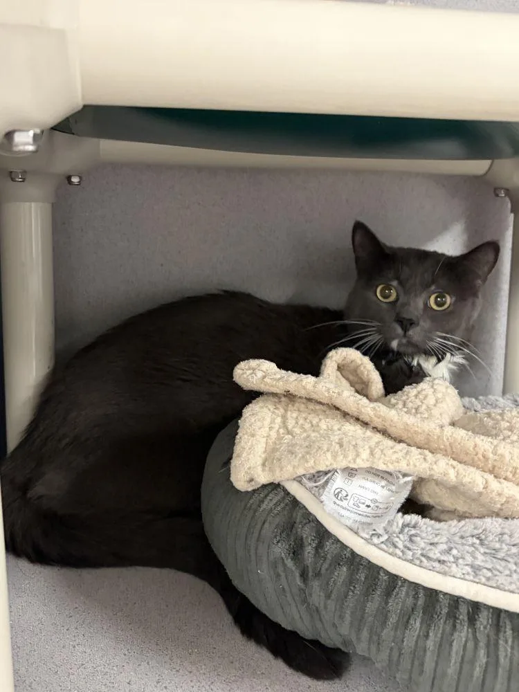 An adult small-sized male Gray / Blue / Silver Domestic Short Hair cat named Goofy for adoption in Alexandria, VA