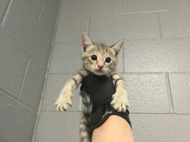 A baby small-sized female Domestic Short Hair cat named Mimi for adoption in Thousand Palms, CA