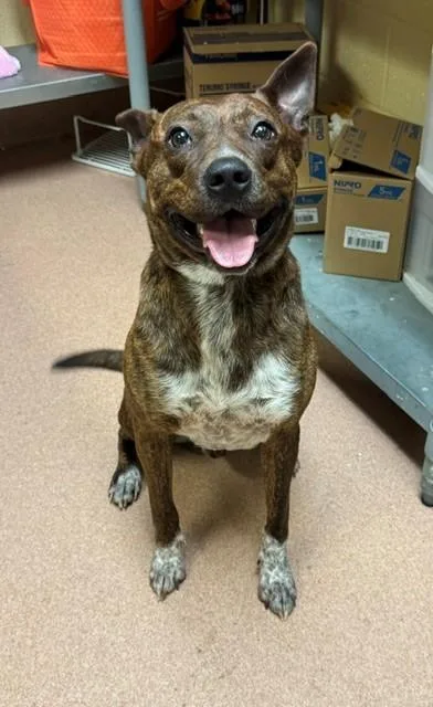 A young medium-sized male American Staffordshire Terrier dog named Kolby for adoption in Cookeville, TN