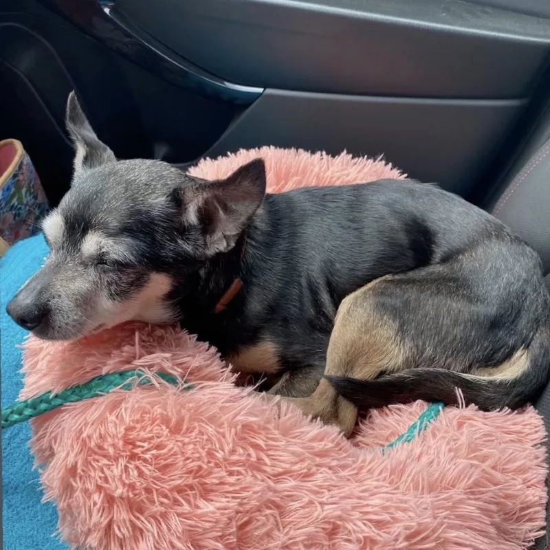 A senior small-sized male Black Mixed Breed dog named Toby for adoption in Austell, GA