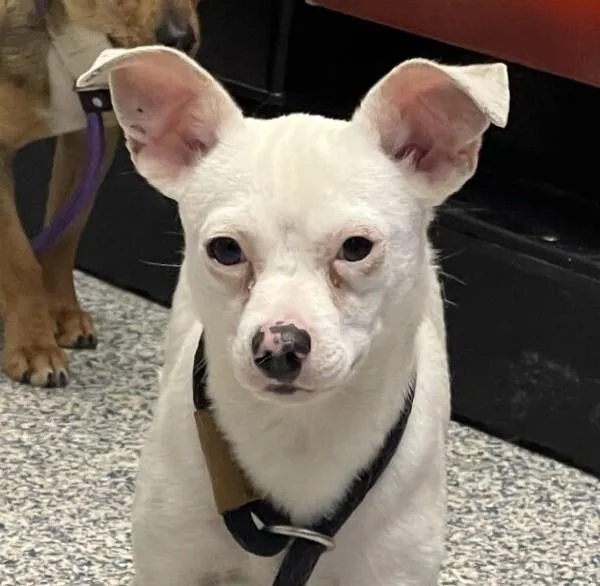 Binny Blanko thumbnail 2