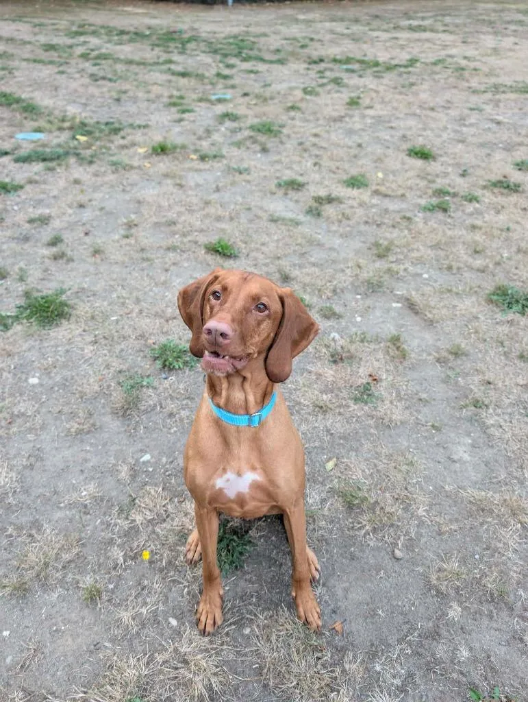 An adult large-sized male Vizsla dog named Harley for adoption in Coupeville, WA