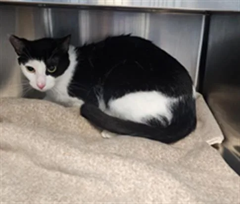 A young small-sized male Domestic Short Hair cat named Haru for adoption in Los Angeles, CA