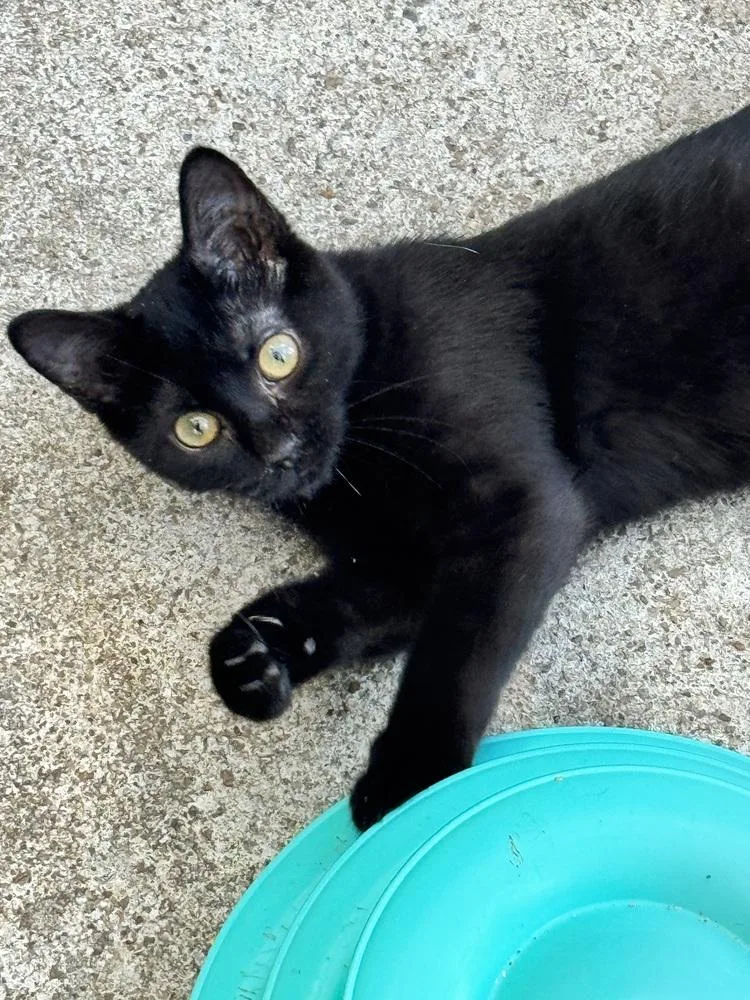 A baby small-sized female Black Domestic Short Hair cat named Bonbon for adoption in Plumerville, AR