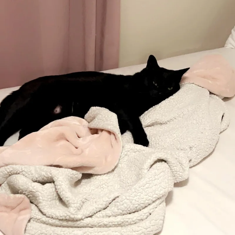 An adult large-sized male Black Domestic Short Hair cat named Thackery Binks for adoption in Camp Pendleton, CA