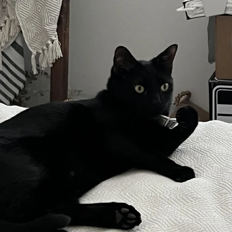 Thackery Binks thumbnail 2