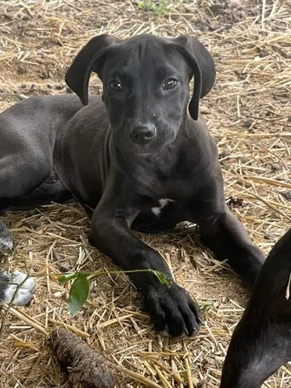 A baby large-sized male Terrier dog named Sarge for adoption in Malvern, PA