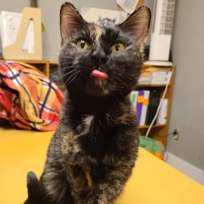 Ember Feluk+ >>the Purrfect thumbnail 2