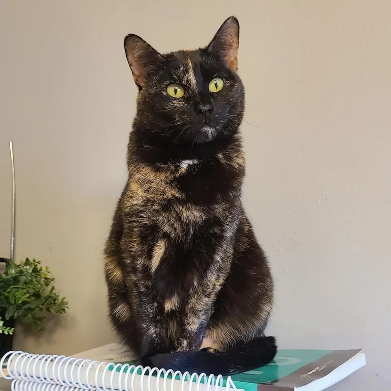 Ember Feluk+ >>the Purrfect