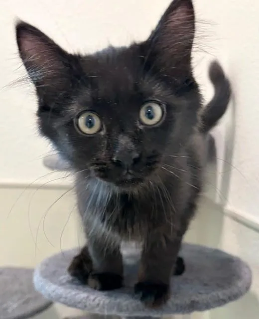 A young medium-sized male Black Domestic Long Hair cat named Soot Sprite for adoption in Henrietta, TX