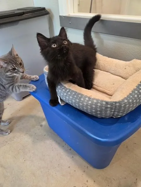 Soot Sprite thumbnail 2