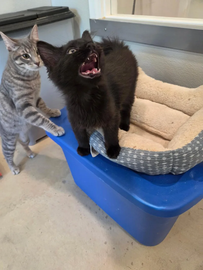 Soot Sprite thumbnail 3