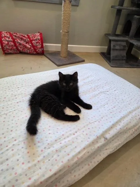 Soot Sprite thumbnail 4