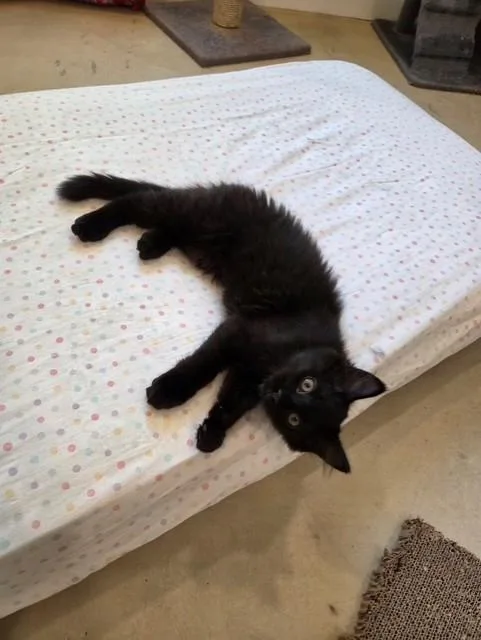 Soot Sprite thumbnail 5