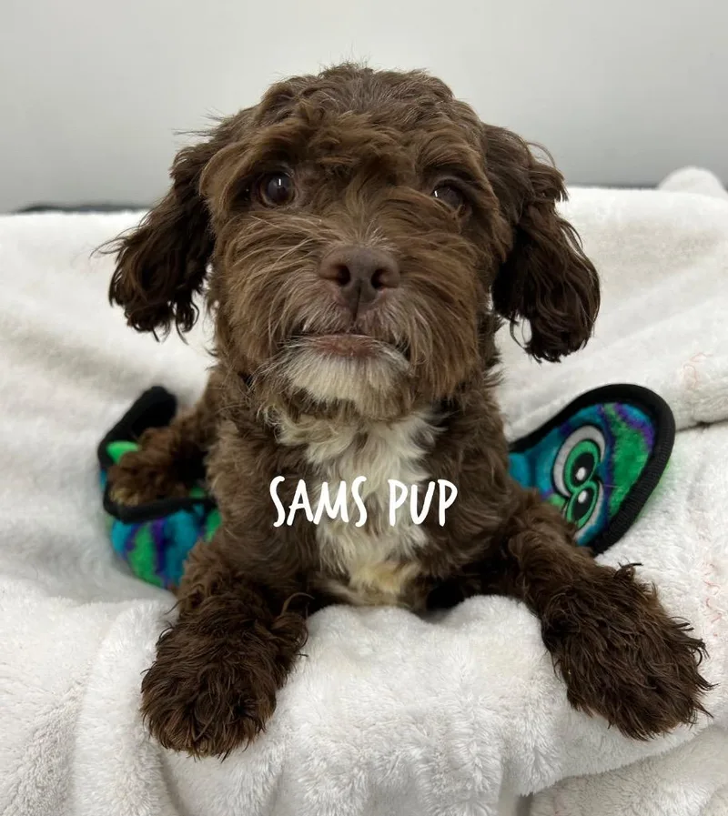 An adult small-sized male Poodle dog named Sams Pup for adoption in Jacksonville, IL