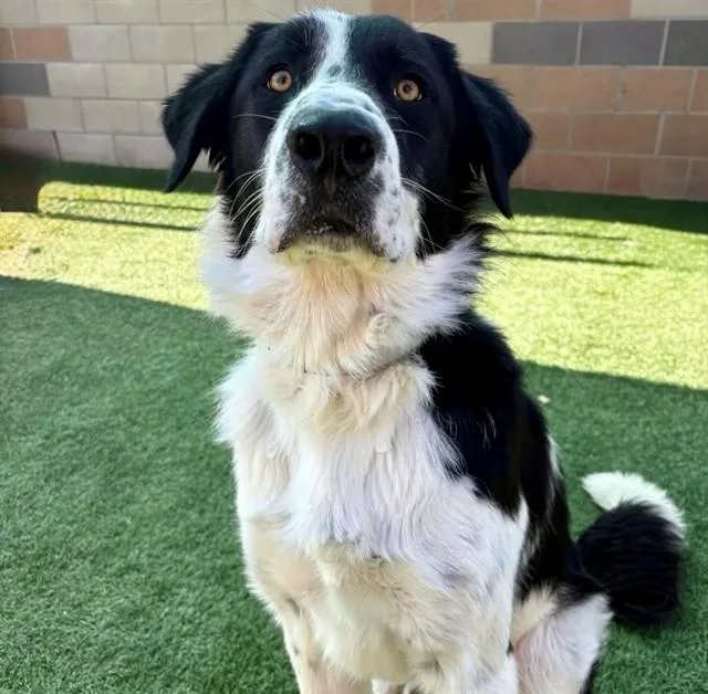 An adult large-sized male Great Pyrenees dog named Goose for adoption in San Luis Obispo, CA