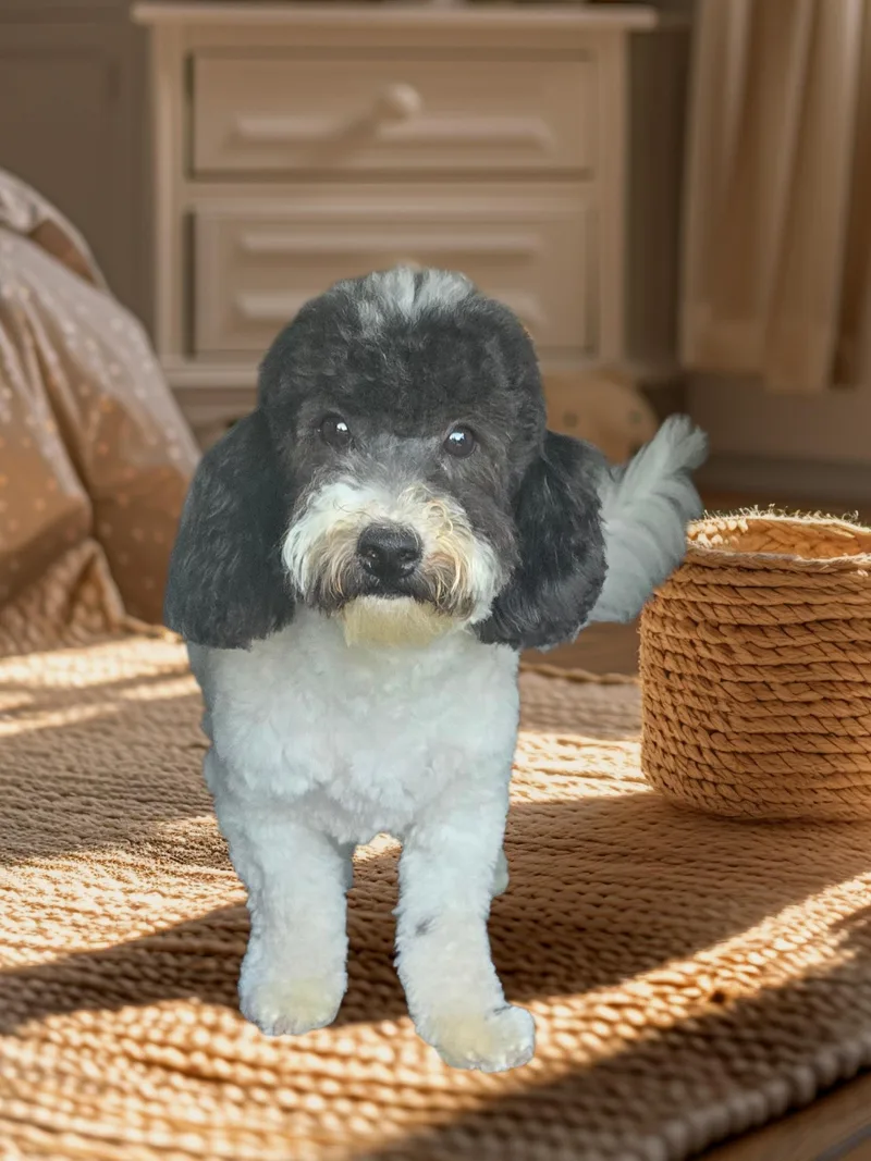 A young medium-sized male Bichon Frise dog named Rocky Road for adoption in Seaford, DE