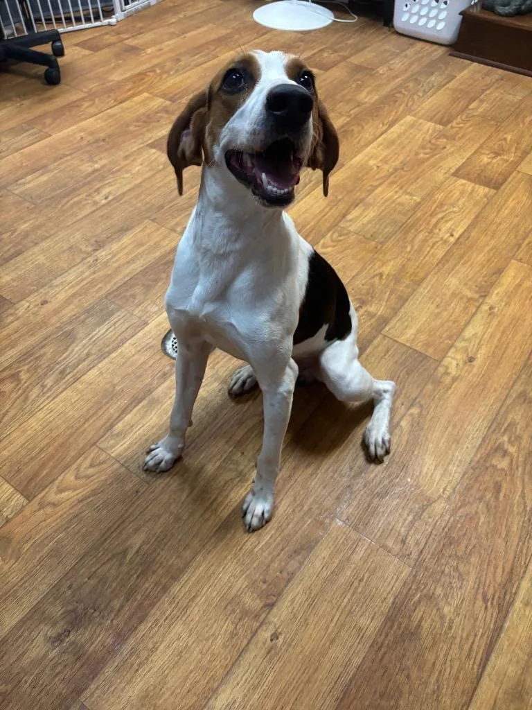 A young large-sized male Mixed Breed dog named Toby Taluah for adoption in Ocala, FL