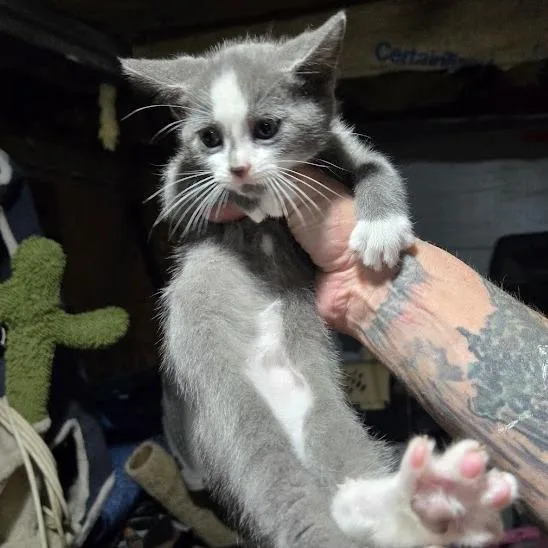 A baby extra large-sized male Gray / Blue / Silver Domestic Short Hair cat named Kale for adoption in Sioux Falls, SD