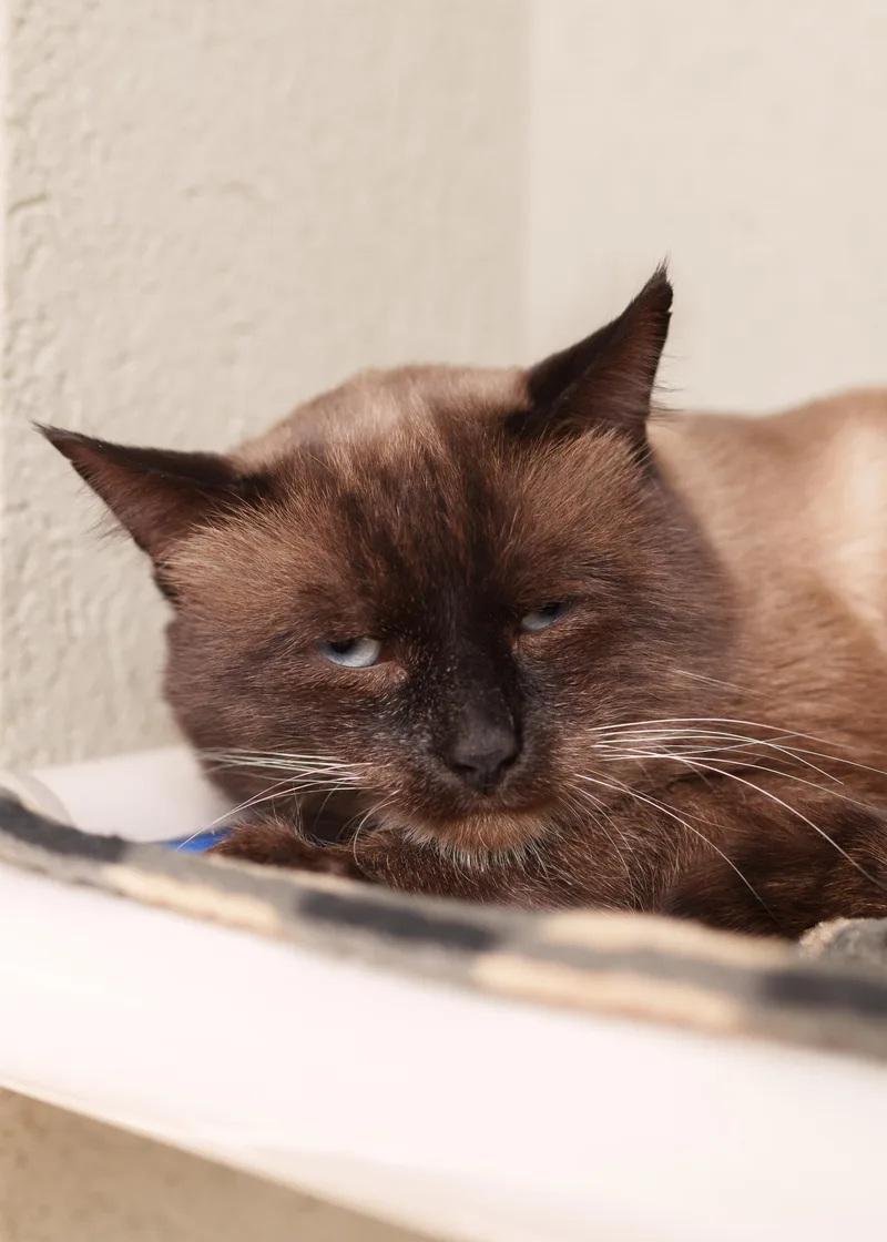 An adult medium-sized male Brown / Chocolate Domestic Short Hair cat named Vandross for adoption in Boise, ID