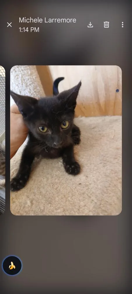 A baby small-sized female Black Domestic Short Hair cat named Princess of Darkness for adoption in Thatcher, AZ