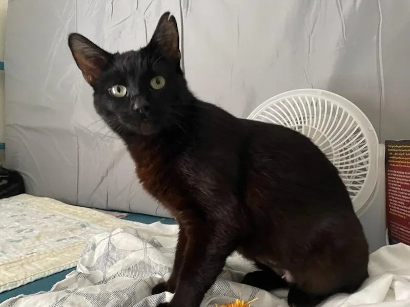 A young medium-sized female Domestic Short Hair cat named Penelope for adoption in Rochester, WA