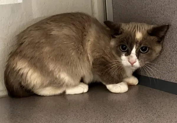 A baby medium-sized female Siamese cat named Walnut for adoption in Stratham, NH