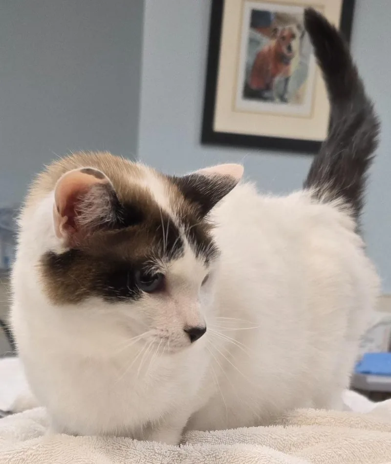 An adult small-sized female Domestic Short Hair cat named Azura for adoption in Murphysboro, IL