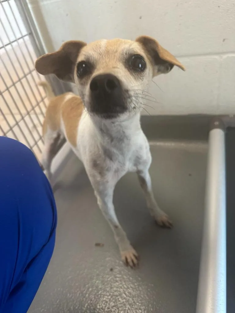 An adult small-sized male Chihuahua dog named Dorito for adoption in Fayetteville, AR