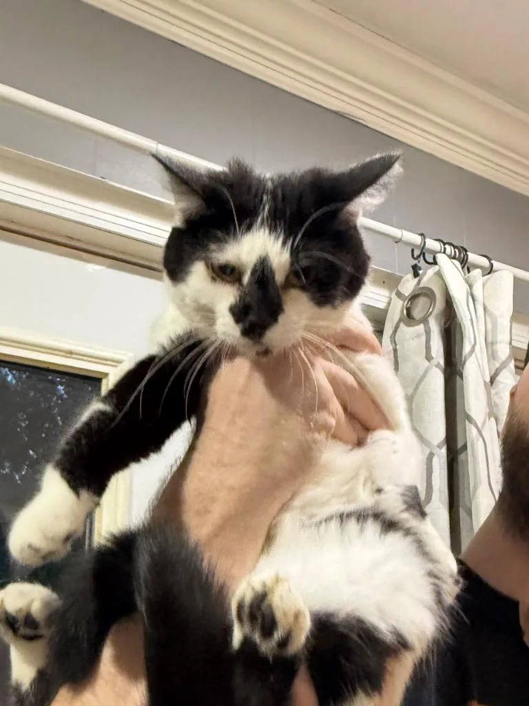 A young large-sized female Domestic Short Hair cat named Aziza for adoption in warrenville, SC