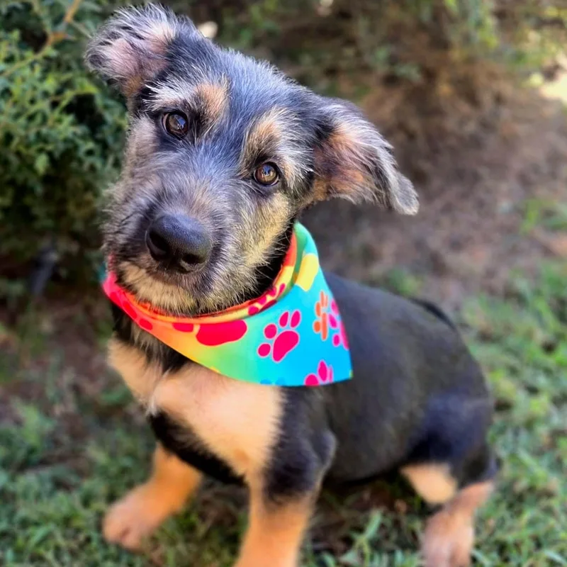 A young medium-sized female Shepherd dog named Nicole for adoption in University Place, WA