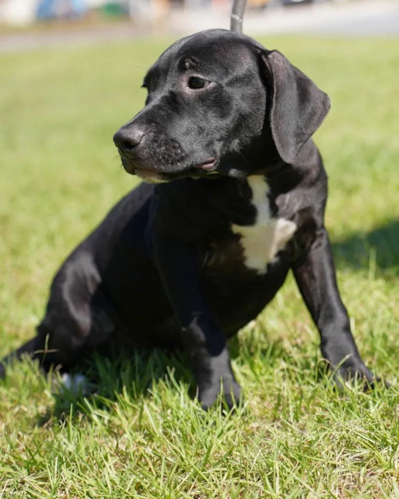 A baby medium-sized female Terrier dog named Edith for adoption in Springfield, GA