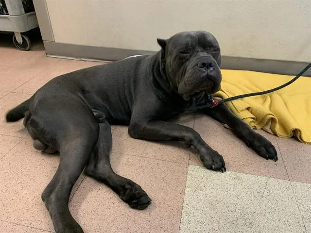 A young large-sized male Cane Corso dog named Santo for adoption in San Jose, CA