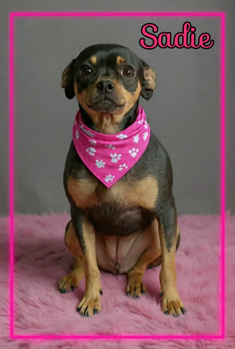 An adult small-sized female Tricolor (Brown, Black, & White) Miniature Pinscher dog named Sadie for adoption in Grove, OK