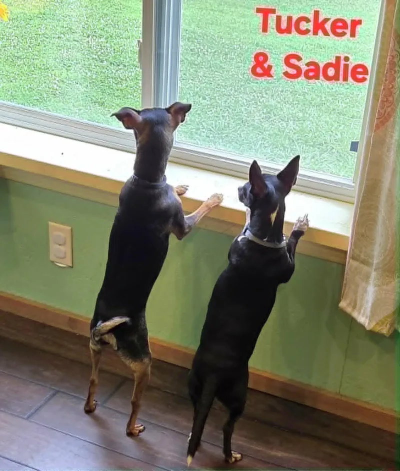 Sadie thumbnail 3