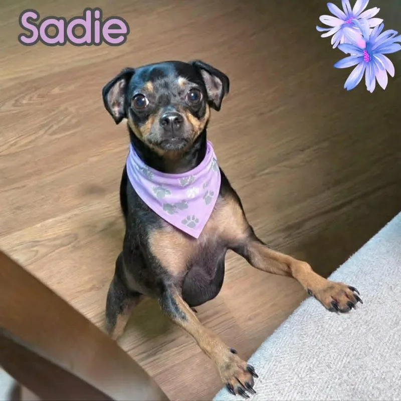 Sadie thumbnail 4