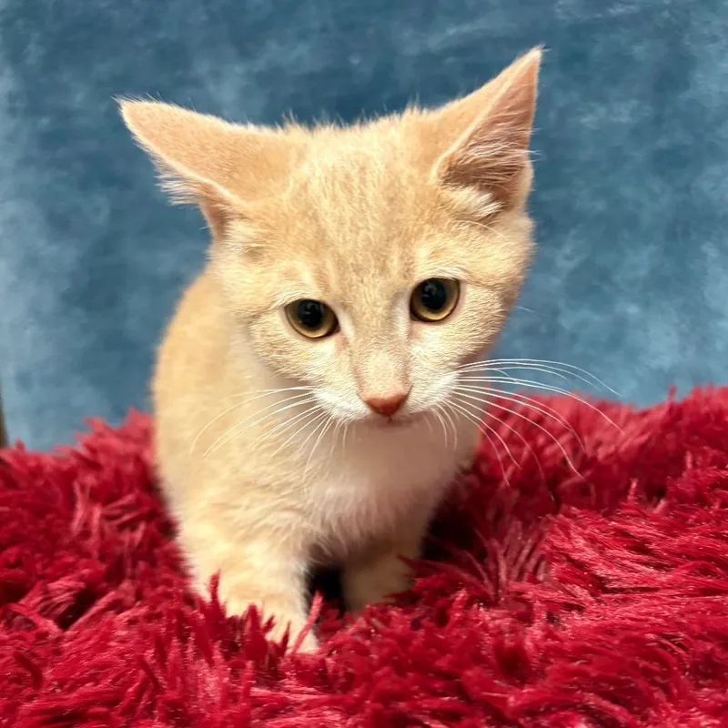 A baby small-sized female Orange / Red Domestic Short Hair cat named Ricotta for adoption in East Hampton, NY