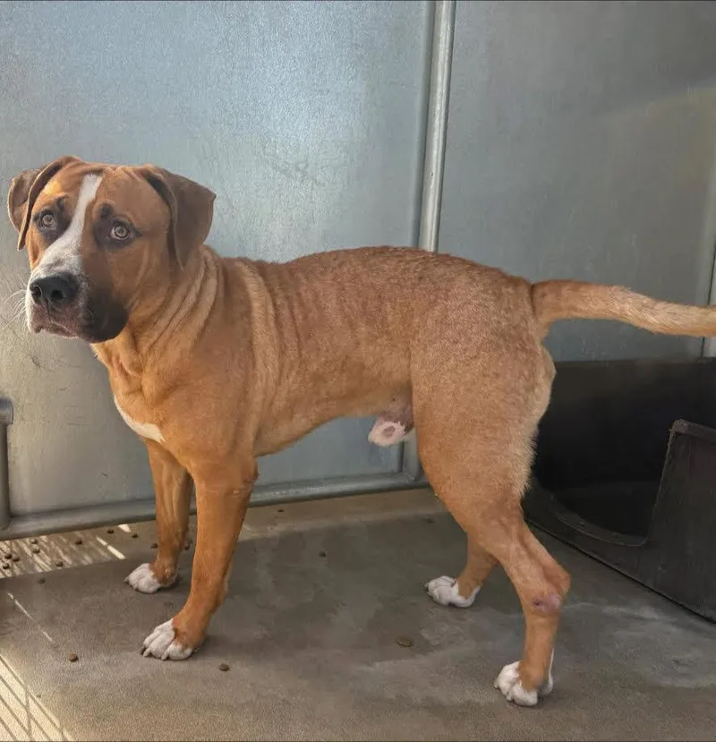 An adult large-sized male Brown / Chocolate Pit Bull Terrier dog named Atlas for adoption in Oakdale, CA