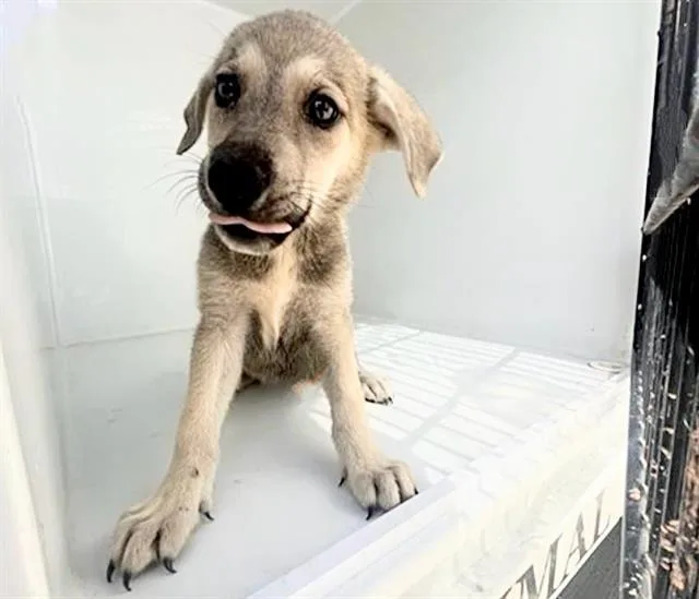 An adult small-sized female German Shorthaired Pointer dog named A for adoption in Houston, TX