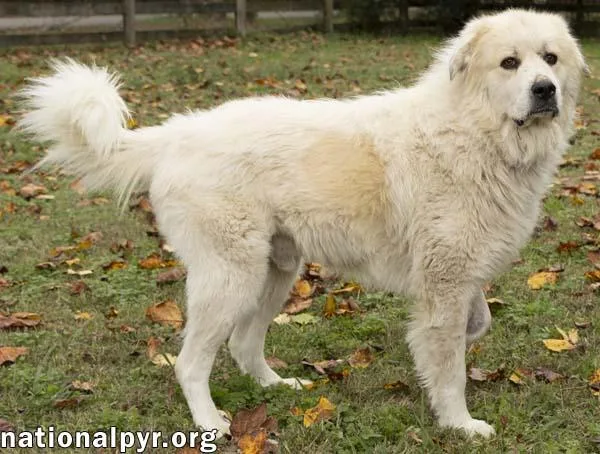 Snowman In Tn  thumbnail 2