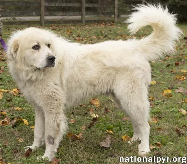 Snowman In Tn  thumbnail 3