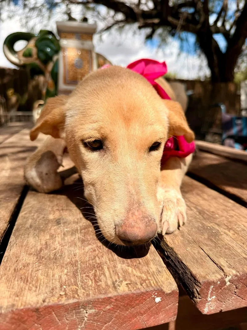 A baby medium-sized female Golden Retriever dog named Rose for adoption in Gregory, TX